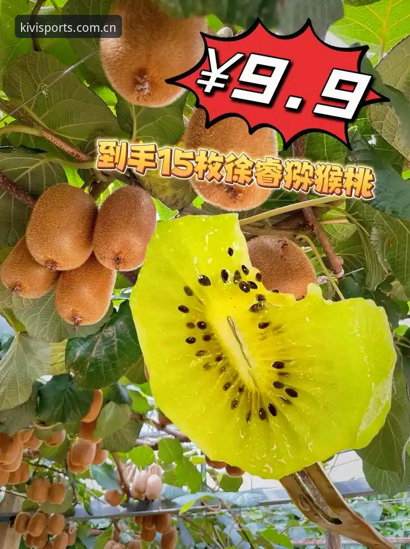 奇异果体育直播平台深度评测：从赛事覆盖到用户体验的全方位数据解析